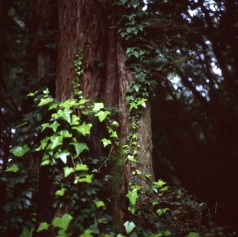 lemon trees and redwoods :: sebastopol, ca :: 2013 :: ektachrome