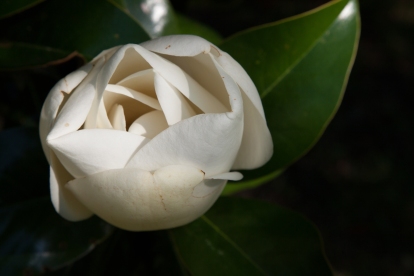 magnolia, you sweet thing | tennessee | june-july 2012-13 | canon digital images
