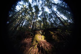 mendocino redwoods-168