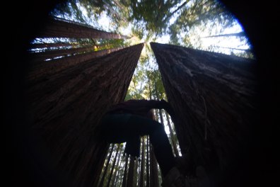 mendocino redwoods-234