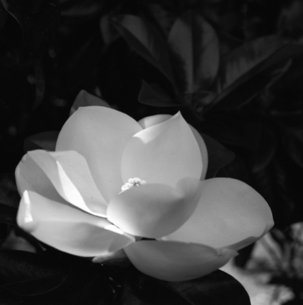 home-central-magnolia012